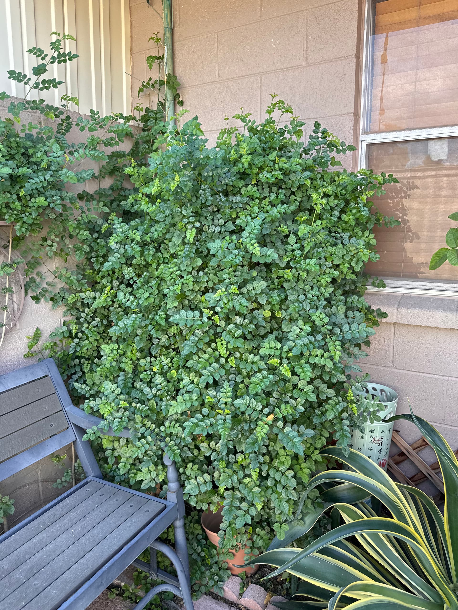 Gallery photos for Backyard Makeover with Lush Greenery and Cozy Patio: Image #1