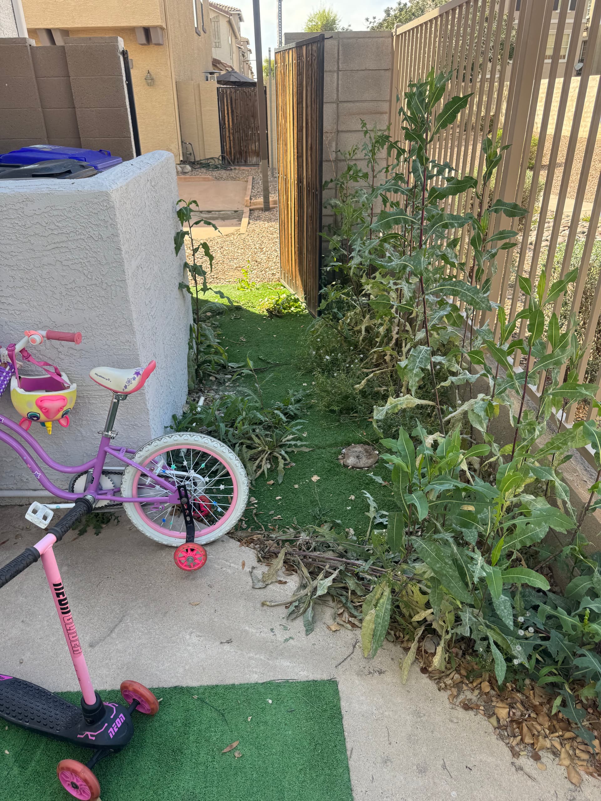 Gallery photos for Backyard Clean-Up and Turf Installation: Image #1