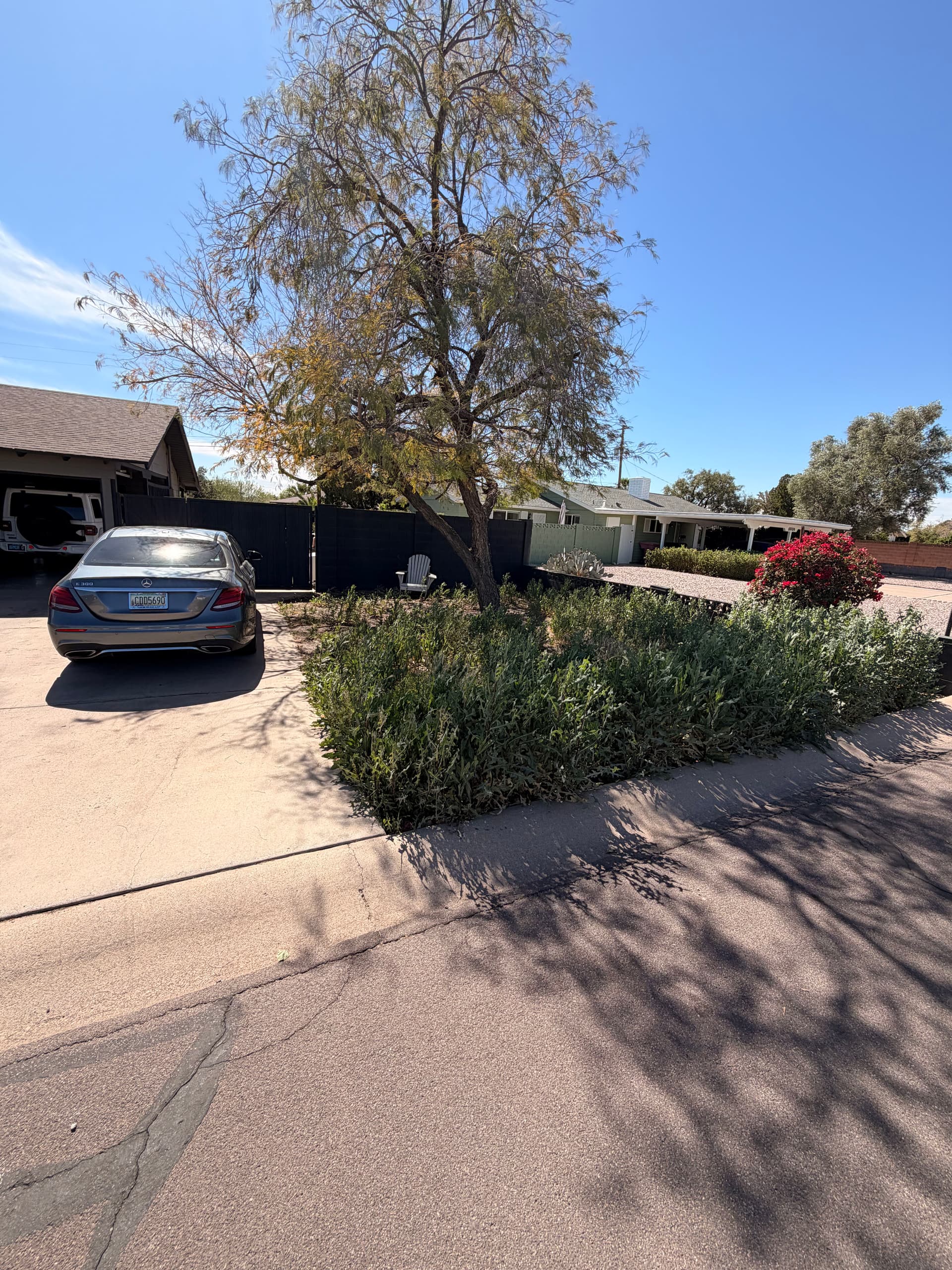 Weed Removal and Lawn Transformation