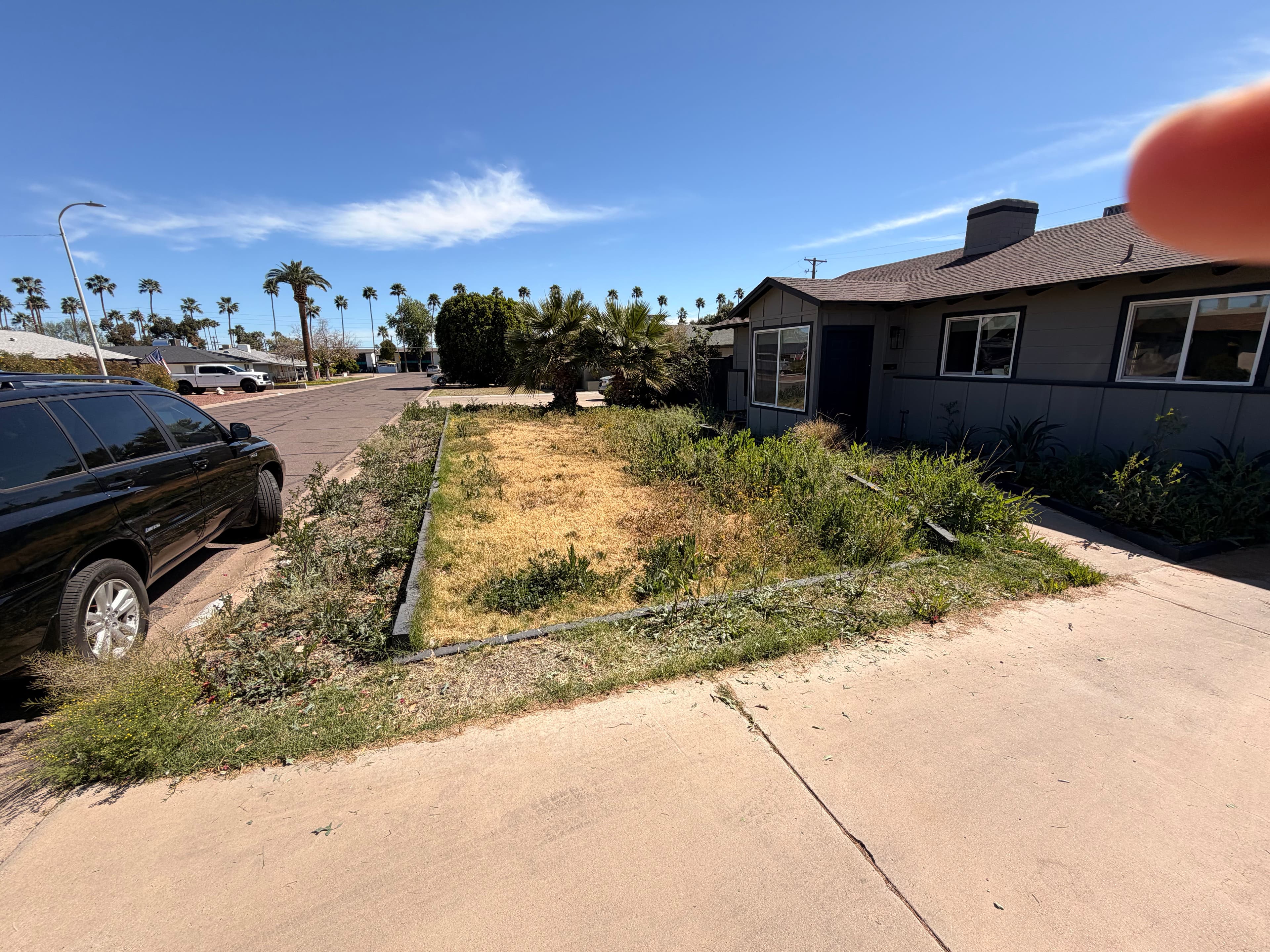 Project Weed Removal and Lawn Transformation image